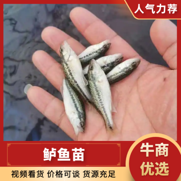鲈鱼苗加州鲈鱼苗优鲈鱼苗全国发货技术支持