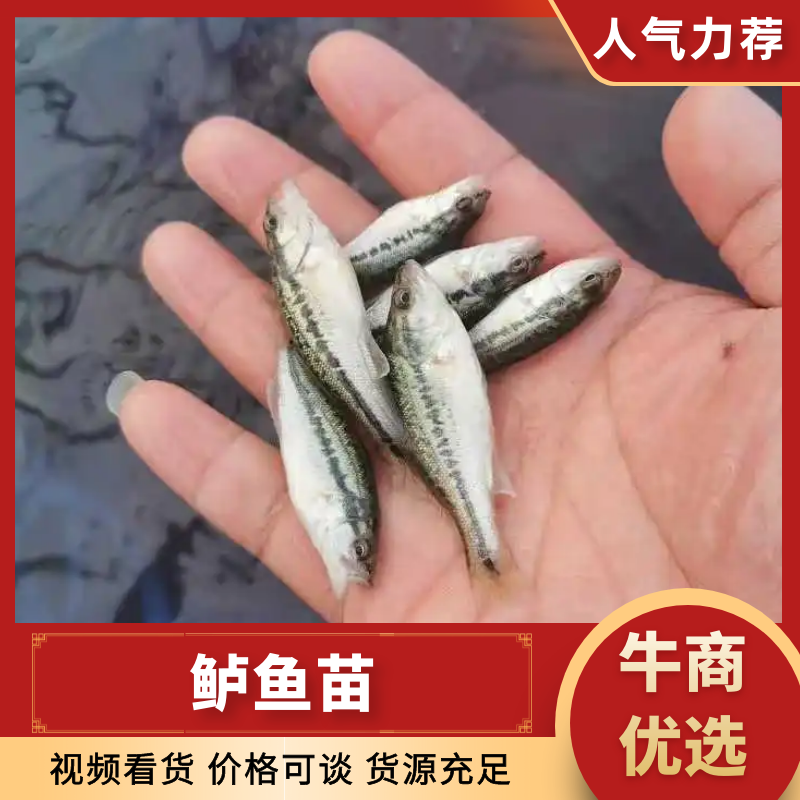 鲈鱼苗加州鲈鱼苗优鲈鱼苗全国发货技术支持