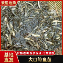 鲶鱼苗南方大口鲶鱼苗杂交大口鲶鱼苗存活率保障