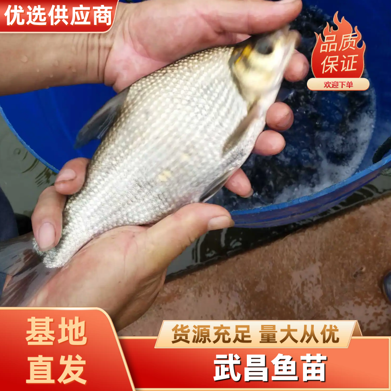 武昌鱼苗团头鲂鱼苗三角鲂鱼苗边鱼苗