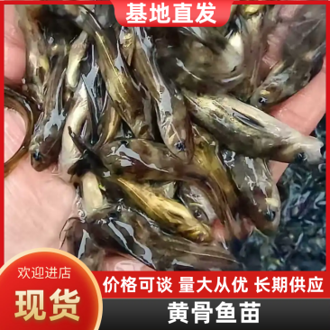 黄骨鱼苗黄颡鱼苗黄蜂角鱼苗全雄黄骨鱼苗杂交黄骨