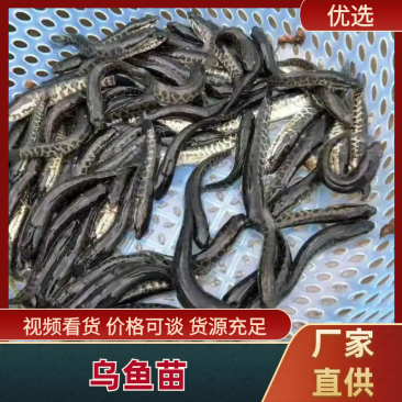 【量大优惠】黑鱼苗木鱼苗生鱼苗杂交黑鱼苗黑芝麻水花