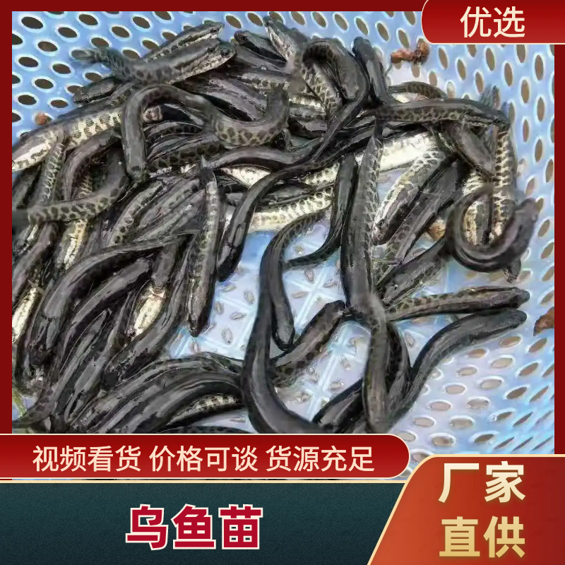 【量大优惠】黑鱼苗木鱼苗生鱼苗杂交黑鱼苗黑芝麻水花