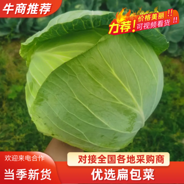 湖北产地.扁包菜平包菜大量供应，保质保量！