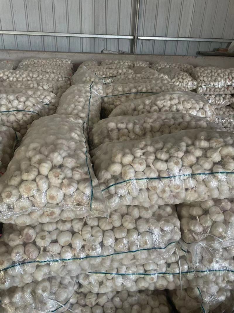 [邳州大蒜]精品紫皮大蒜承接批发加工电商进出口代办全国发货