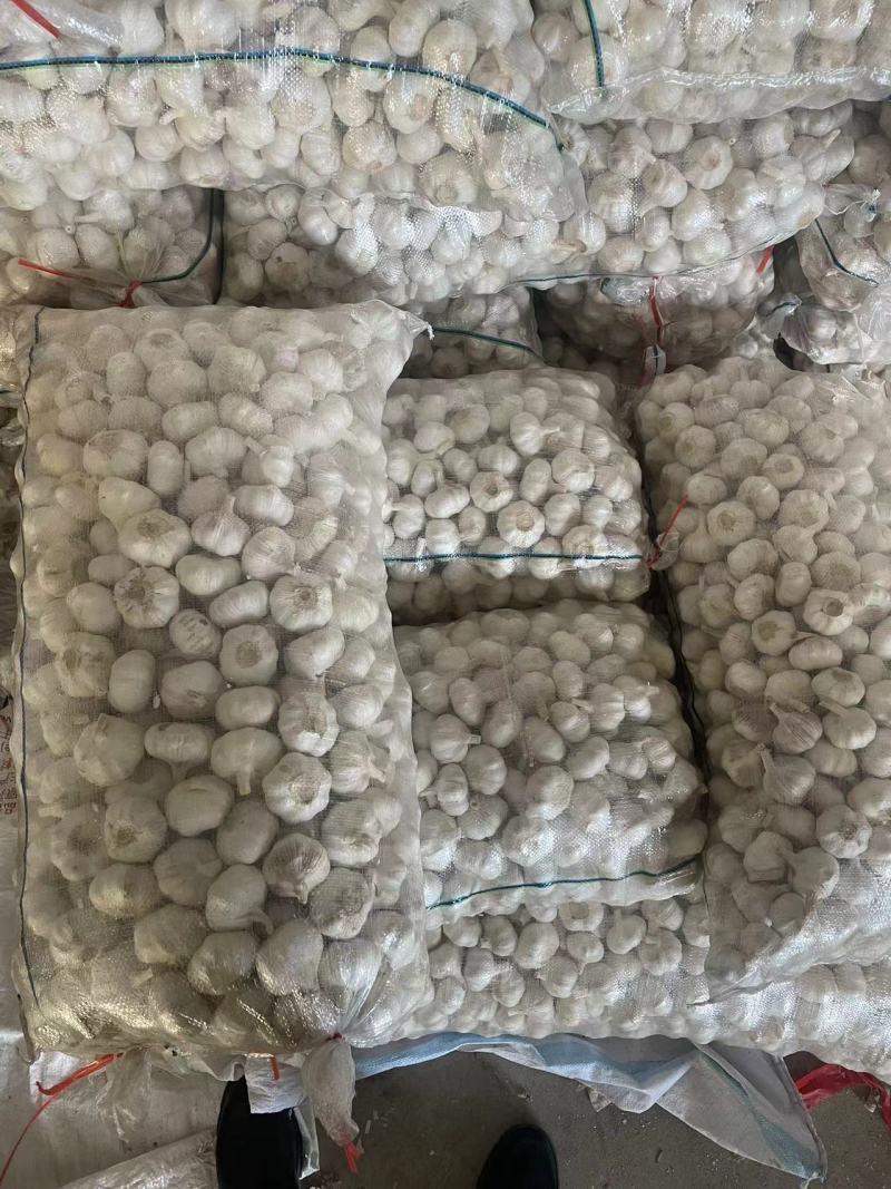 [邳州大蒜]精品紫皮大蒜承接批发加工电商进出口代办全国发货