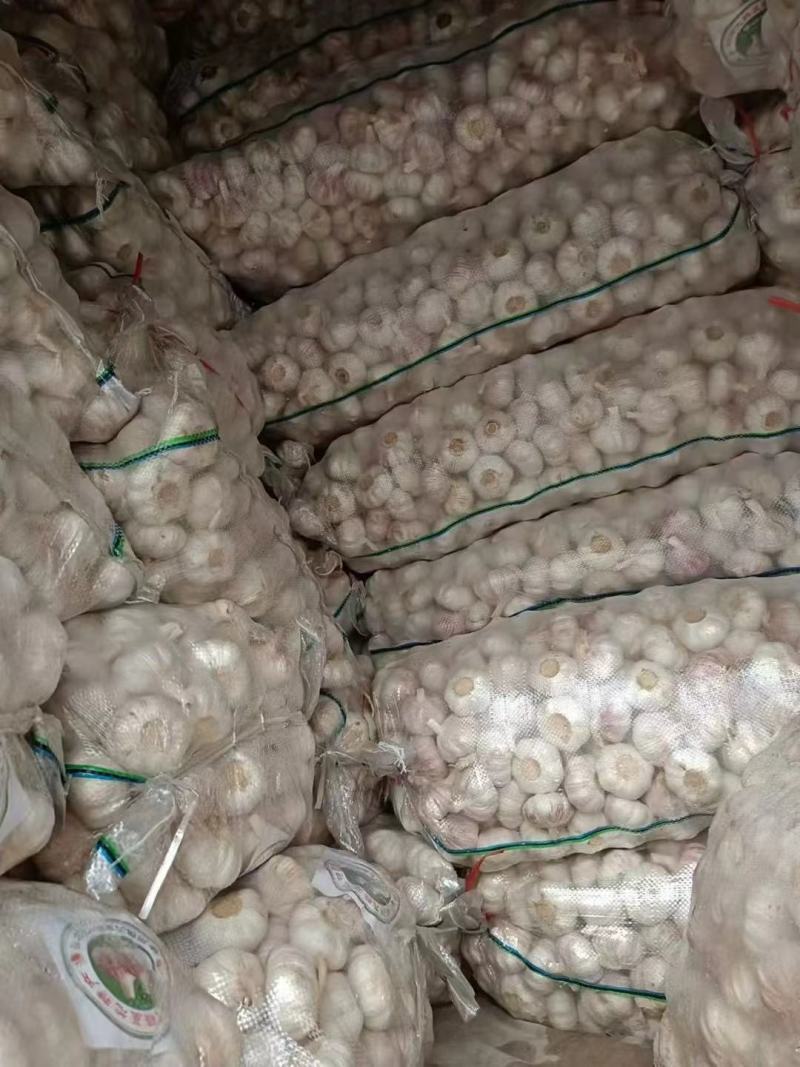 [邳州大蒜]精品紫皮大蒜承接批发加工电商进出口代办全国发货