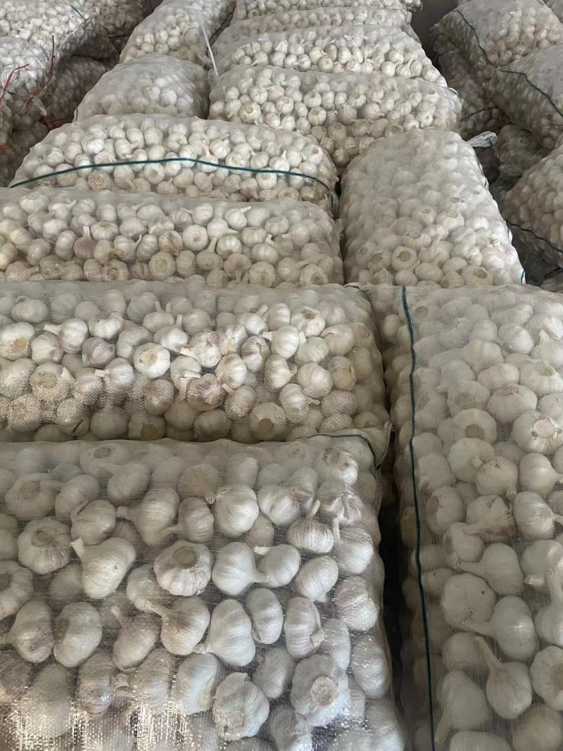 [邳州大蒜]精品紫皮大蒜承接批发加工电商进出口代办全国发货