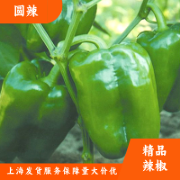 太空椒圆椒新鲜辣椒上海发货电商货食堂货精品辣椒