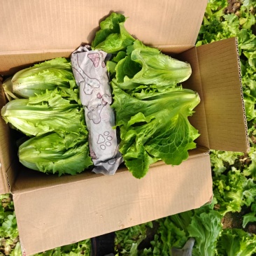 【欢迎来电】罗马生菜品质保证大批量供应价格实惠