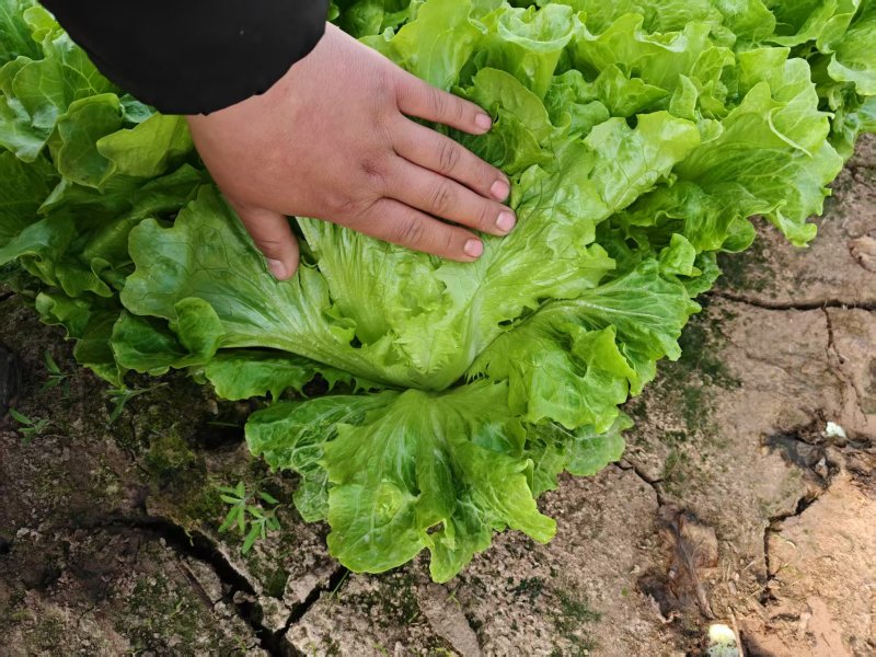 【欢迎来电】罗马生菜品质保证大批量供应价格实惠