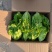 【欢迎来电】罗马生菜品质保证大批量供应价格实惠