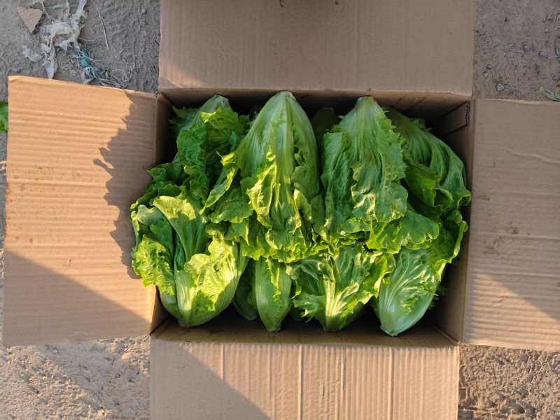 【欢迎来电】罗马生菜品质保证大批量供应价格实惠