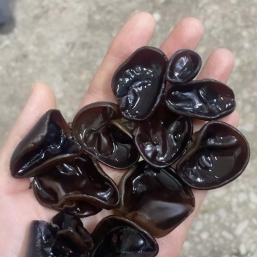 东北秋木耳片行好1.2号干木耳可泡发袋装木耳批发