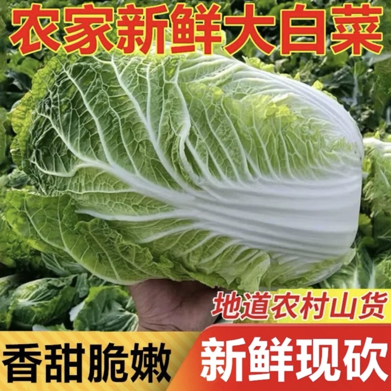 河南新鲜大白菜/包心菜黄心大白菜/大量供应/对接全国