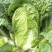 河南新鲜大白菜/包心菜黄心大白菜/大量供应/对接全国