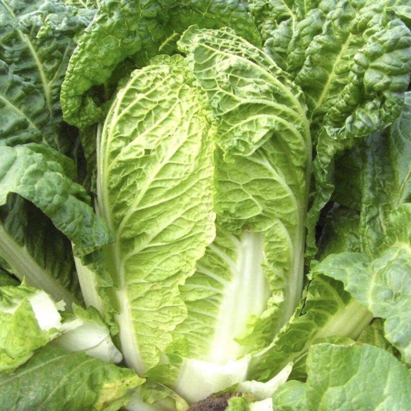 河南新鲜大白菜/包心菜黄心大白菜/大量供应/对接全国