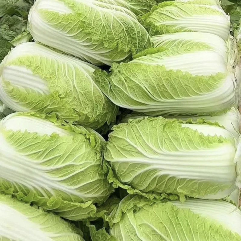 河南新鲜大白菜/包心菜黄心大白菜/大量供应/对接全国