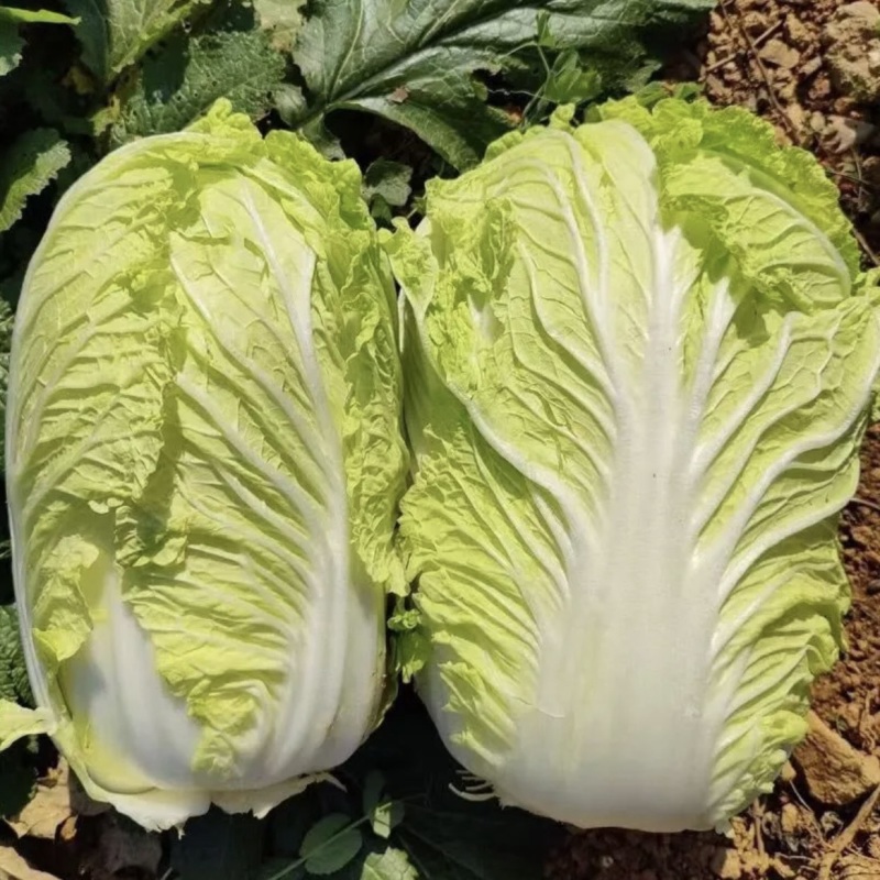 河南新鲜大白菜/包心菜黄心大白菜/大量供应/对接全国