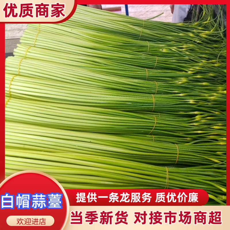 蒜苔精品白帽蒜苔产地直供货源充足