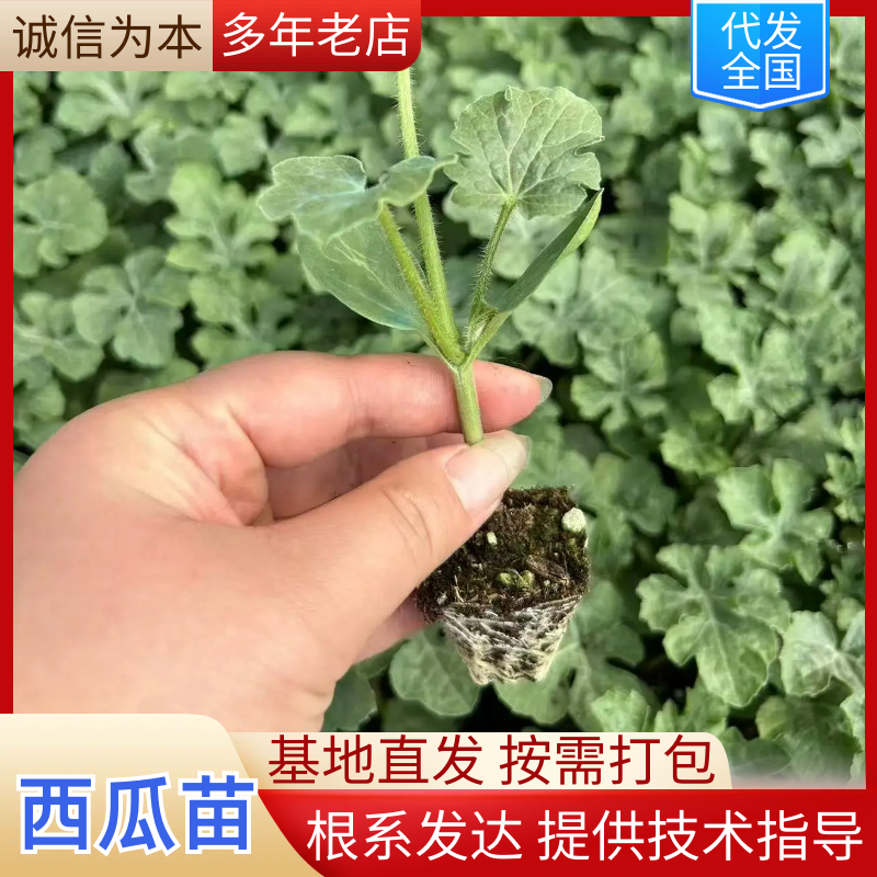 西瓜苗大量现货供应，规格齐全，基地直发，欢迎来电洽谈合作