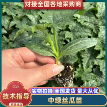 中绿丝瓜苗基地直发，规格齐全，成活率高可视频看货代发全国