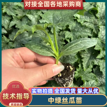 中绿丝瓜苗基地直发，规格齐全，成活率高可视频看货代发全国
