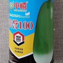 中禧翠禧美誉100萝卜种子根形美观甜脆鲜食萝卜种子