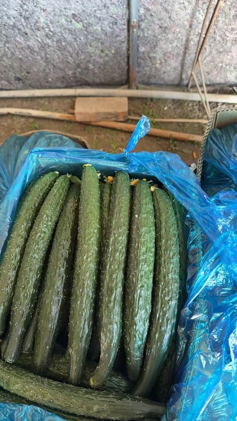 精品密刺黄瓜，全国发货，量大从优，欢迎致电