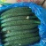 精品密刺黄瓜，全国发货，量大从优，欢迎致电