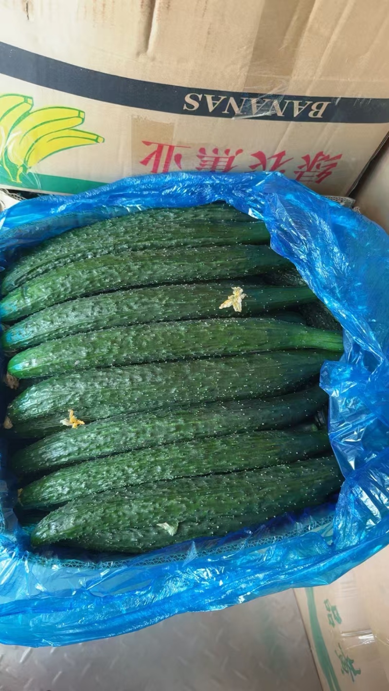 精品密刺黄瓜，全国发货，量大从优，欢迎致电