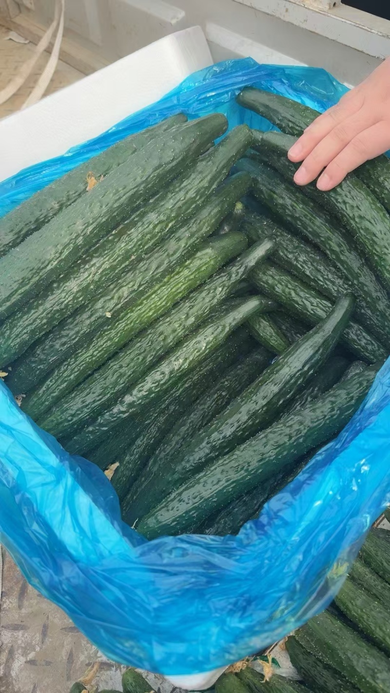 精品密刺黄瓜，全国发货，量大从优，欢迎致电