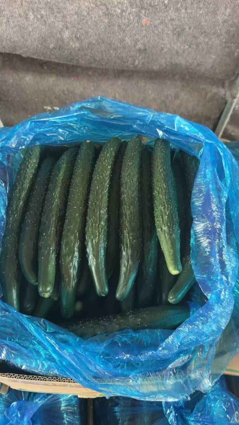 精品密刺黄瓜，全国发货，量大从优，欢迎致电