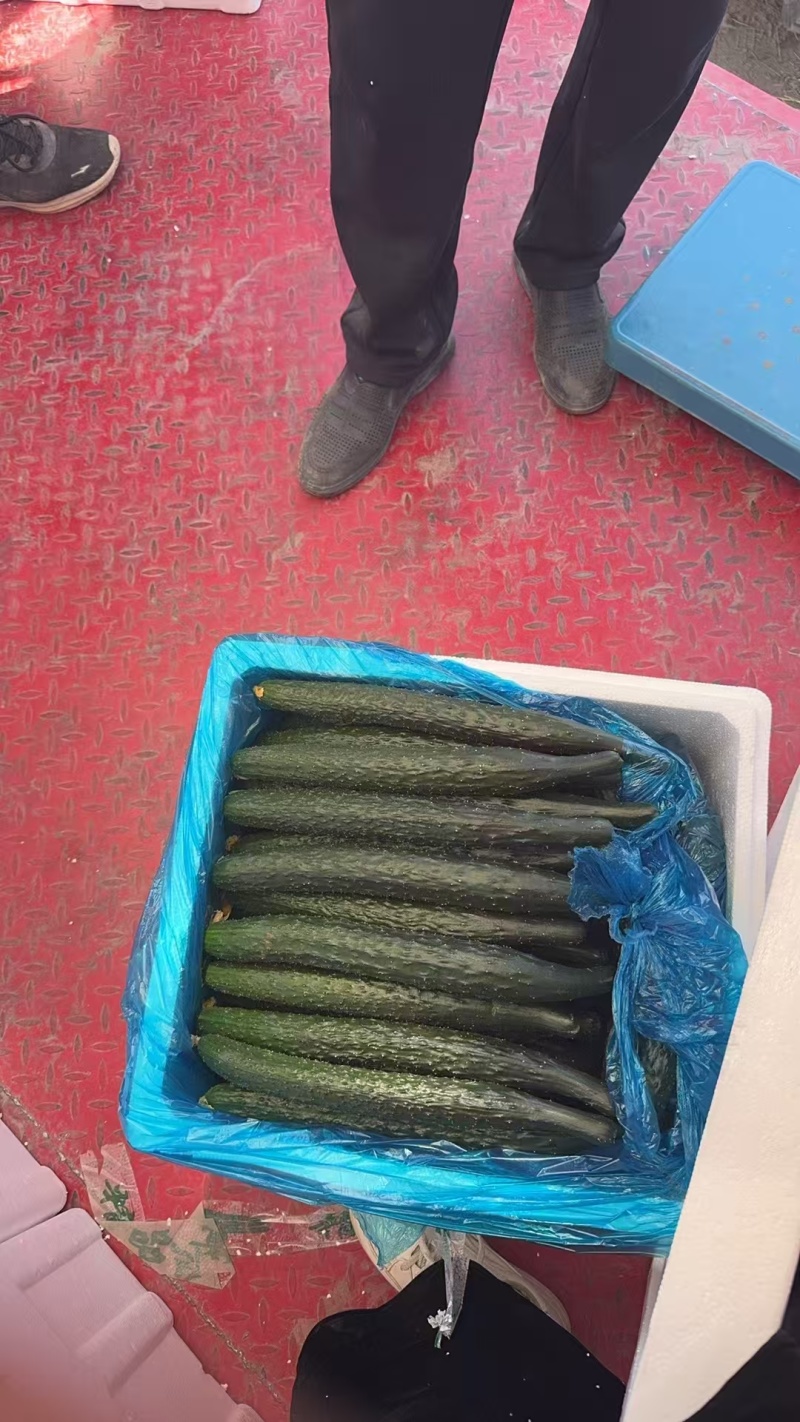 精品密刺黄瓜，全国发货，量大从优，欢迎致电