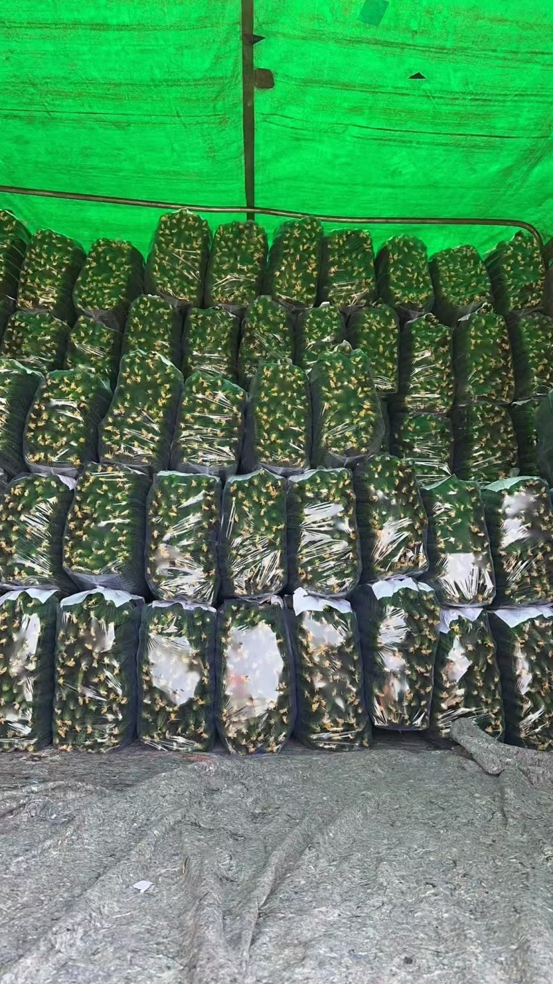 精品密刺黄瓜，全国发货，量大从优，欢迎致电