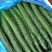 精品密刺黄瓜，全国发货，量大从优，欢迎致电