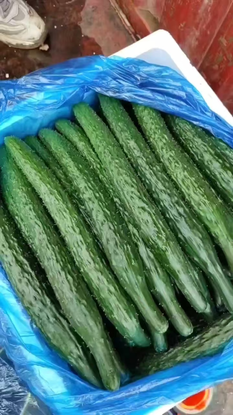 精品密刺黄瓜，全国发货，量大从优，欢迎致电
