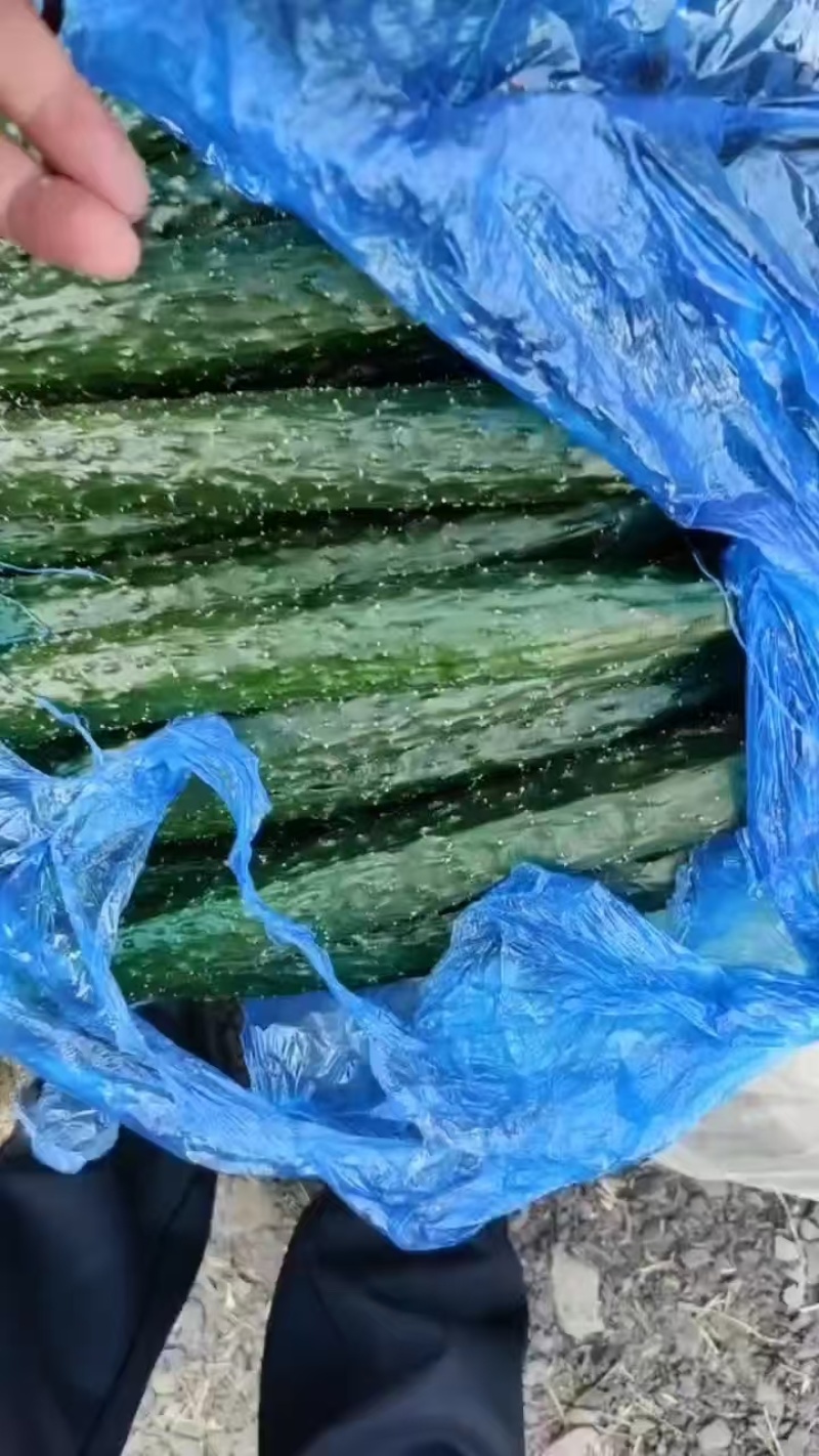 精品密刺黄瓜，全国发货，量大从优，欢迎致电
