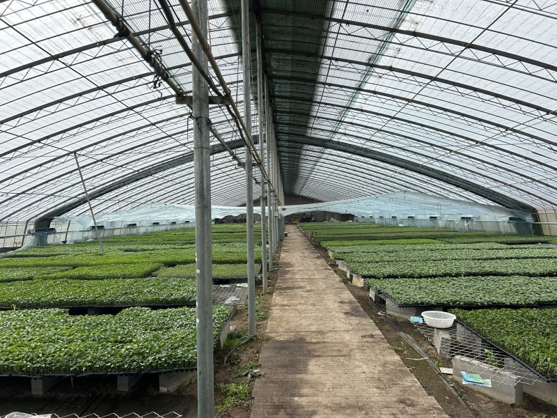 西瓜苗大量现货供应，规格齐全，基地直发，欢迎来电洽谈合作