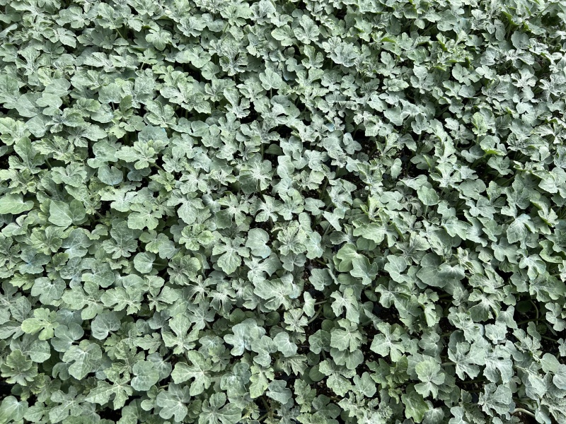 冬瓜苗（一手货源）量大从优，成活率高可视频看货代发全国