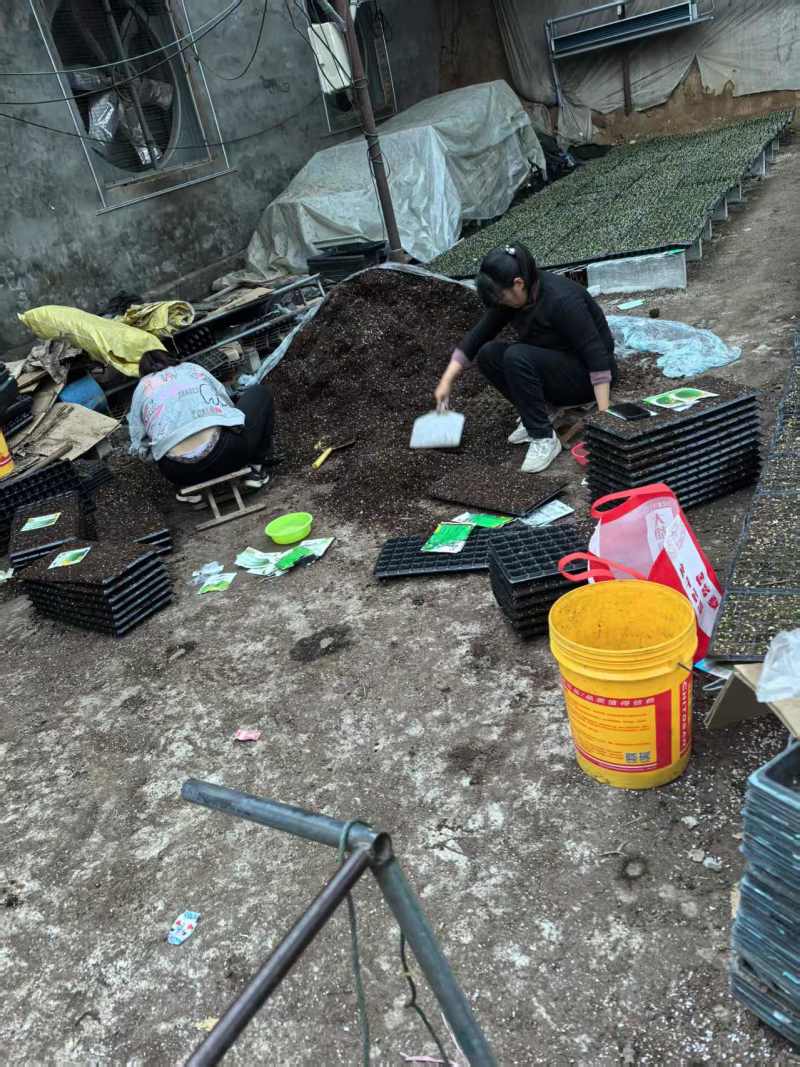 中绿丝瓜苗基地直发，规格齐全，成活率高可视频看货代发全国