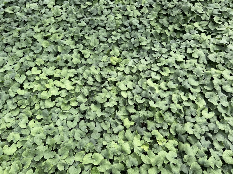中绿丝瓜苗基地直发，规格齐全，成活率高可视频看货代发全国