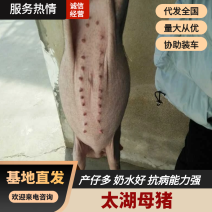 太湖母猪产仔多奶水好抗病能力强支持发货全国各地