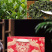 铁观音清香型新春茶叶罐装安溪乌龙茶250g