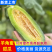 羊角蜜甜瓜山东甜瓜，博洋九号现摘现发供应电商市场