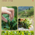 武夷山红茶金俊眉正宗黄芽金骏眉武夷红茶罐装茶叶500g