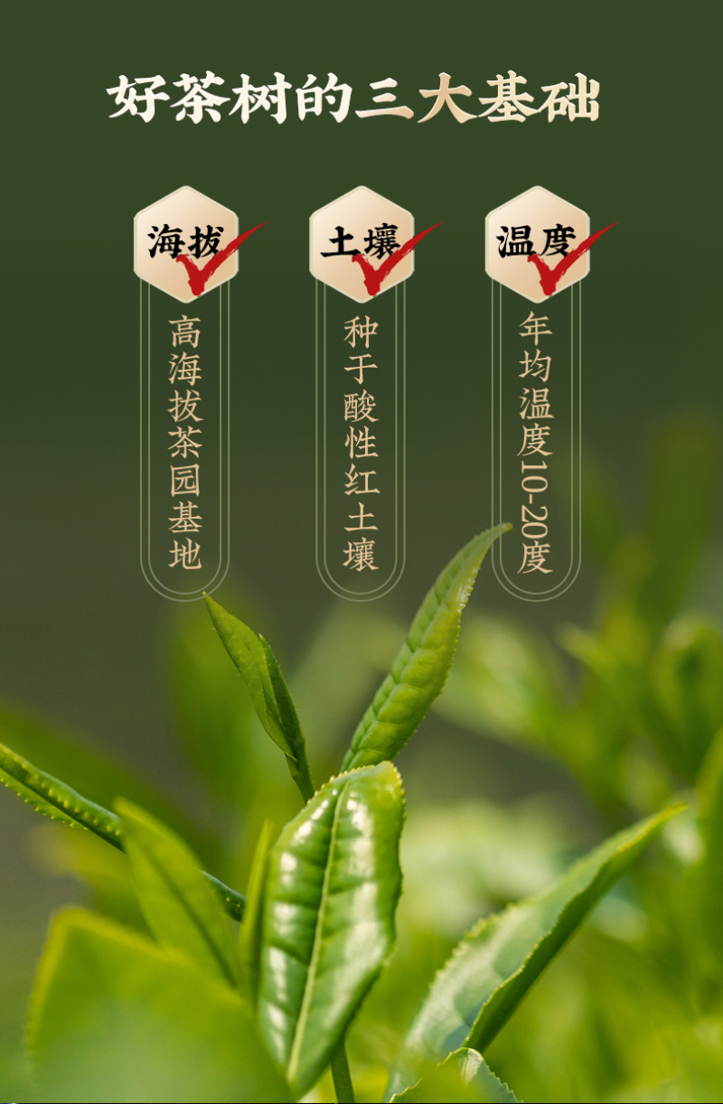 新茶厂家直销武夷山金骏眉红茶罐装500g