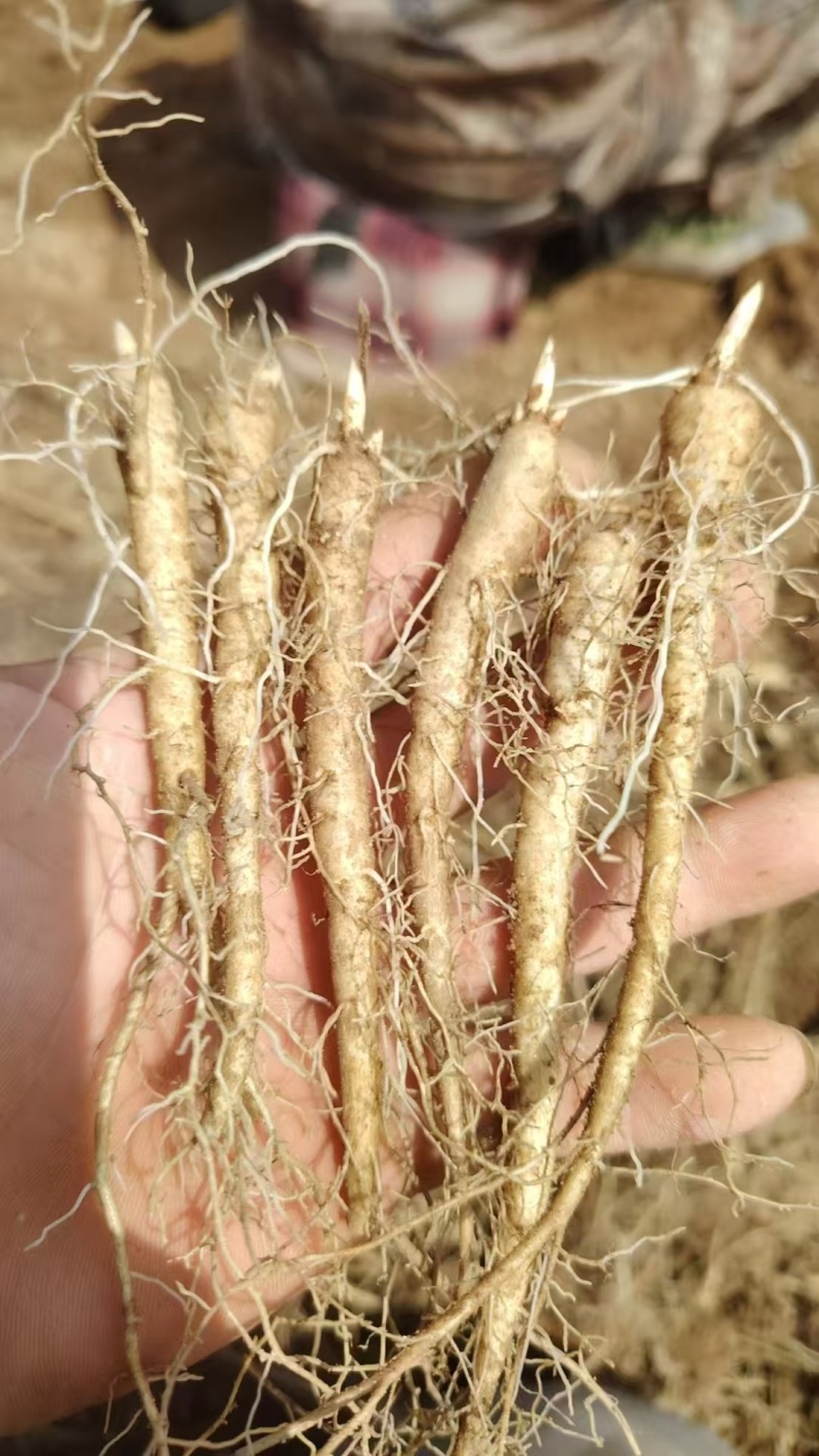 芍药苗赤芍苗产地直发品质保障一手货源技术支持