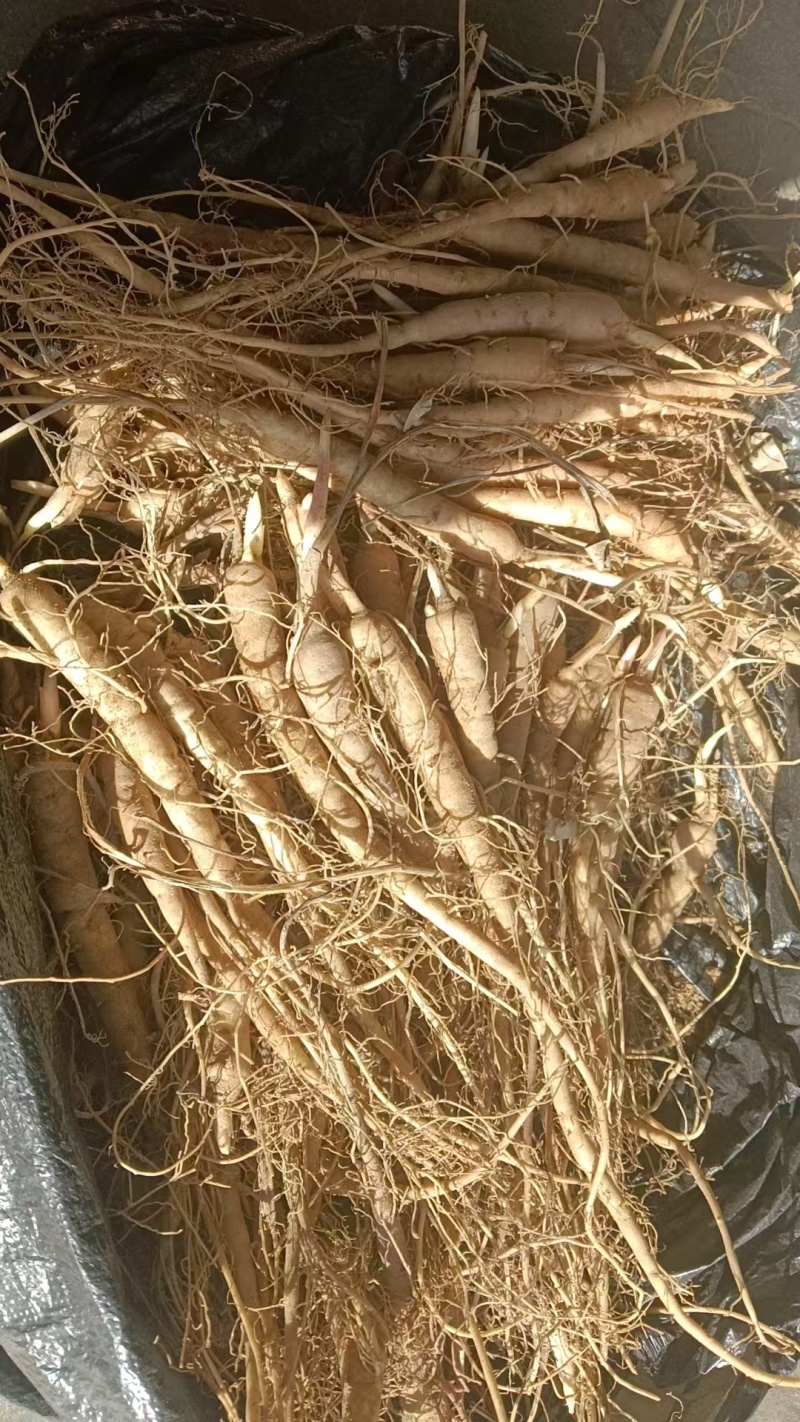 芍药苗赤芍苗产地直发品质保障一手货源技术支持