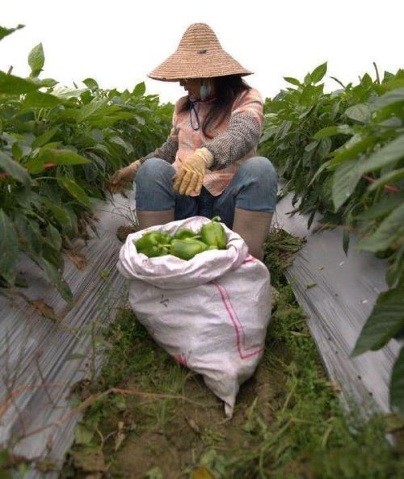 山东螺丝椒费县鲜辣椒尖椒青椒精品辣市场货电商货、产地直供